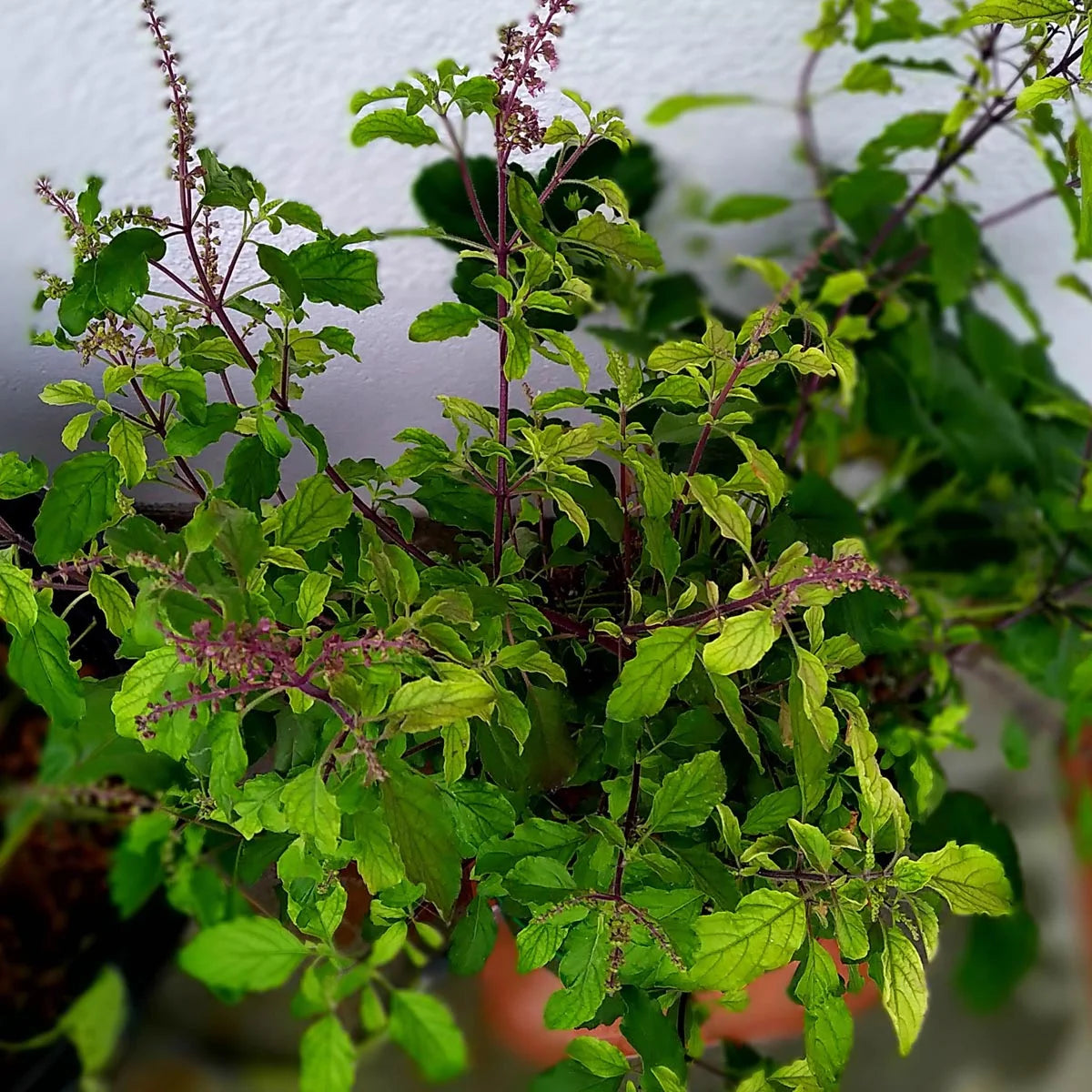 Holy Basil / Tulsi Seeds