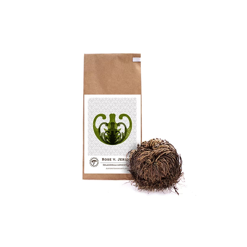 Rose of Jericho