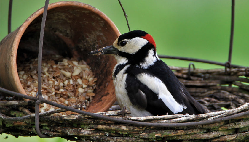 Vögel ganzjährig füttern? Ja/Nein?   Hier kommen 5 gute Gründe dafür!