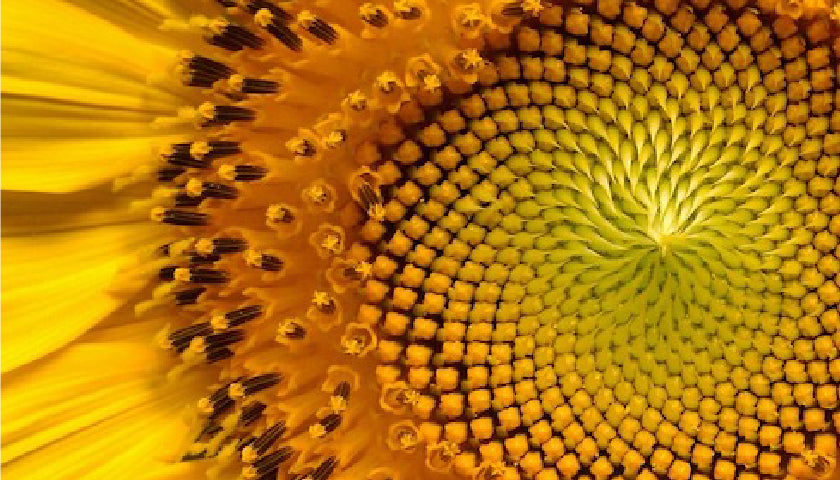 Blumensamen ernten und Saatgut sammeln