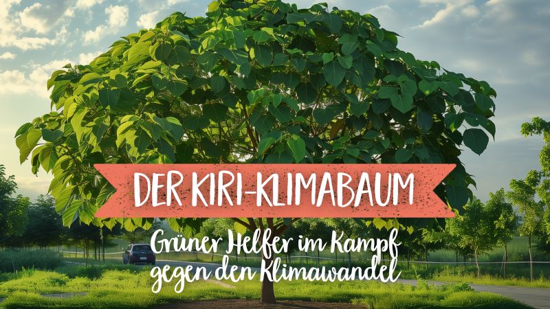 Der Kiri-Klimabaum: Grüner Helfer im Kampf gegen den Klimawandel