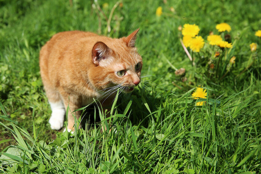 Giftige Pflanzen für Katzen und Hunde?