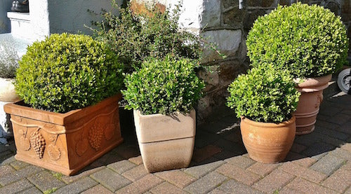 Blumen im Winter gießen?