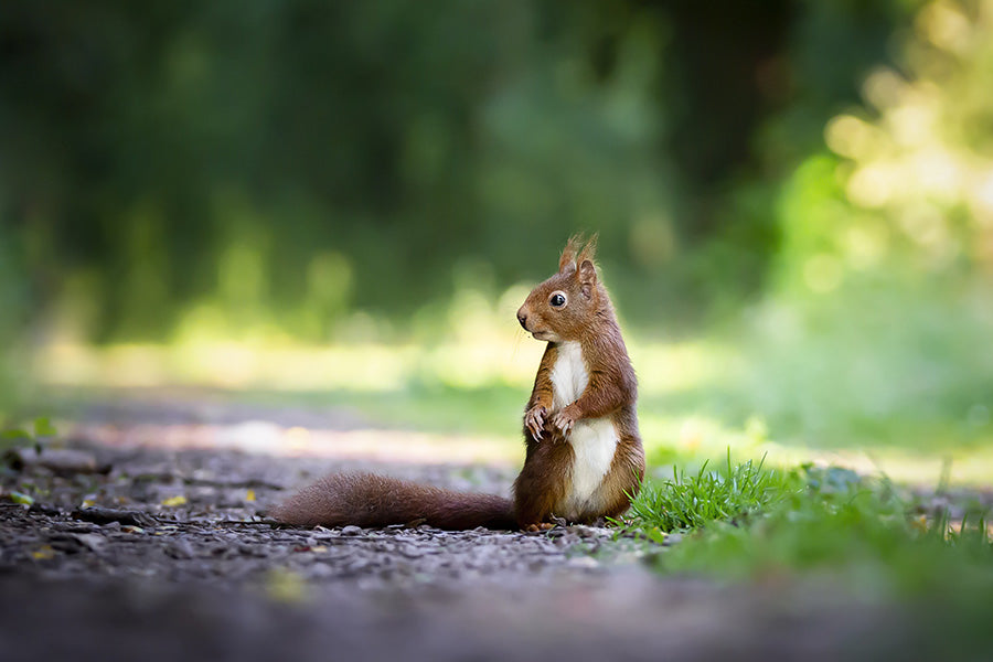 Eichhörnchen Kobel selber bauen
