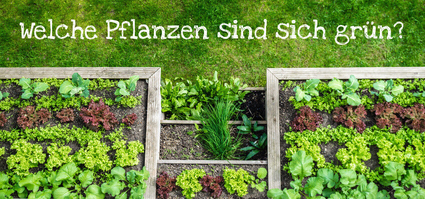Gute Nachbarn, Schlechte Nachbarn: Welche Pflanzen passen zusammen