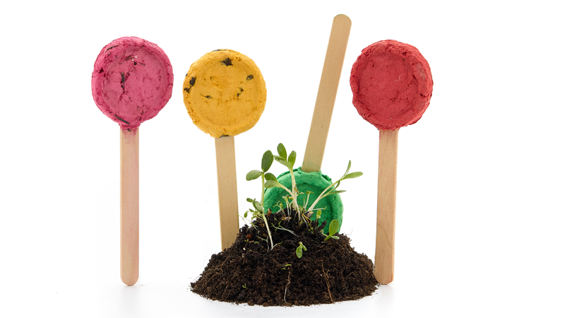Saatgutlollies