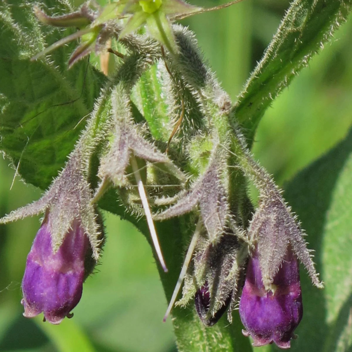 Comfrey Seeds