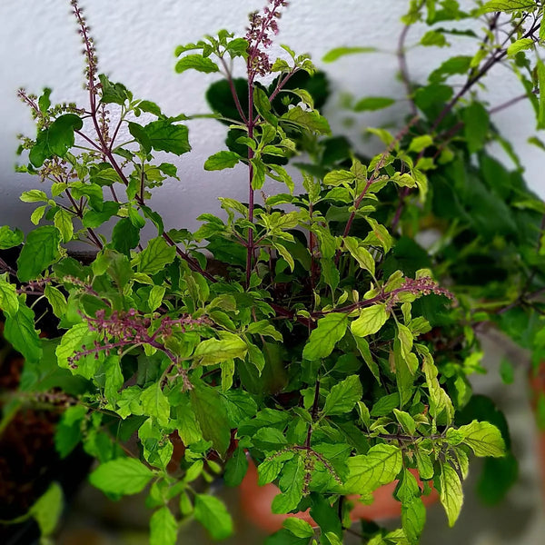 Holy Basil / Tulsi Seeds