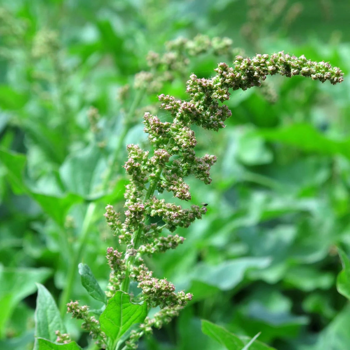Good Henry Seeds
