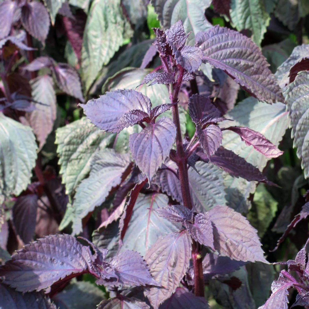 Red Shiso Seeds