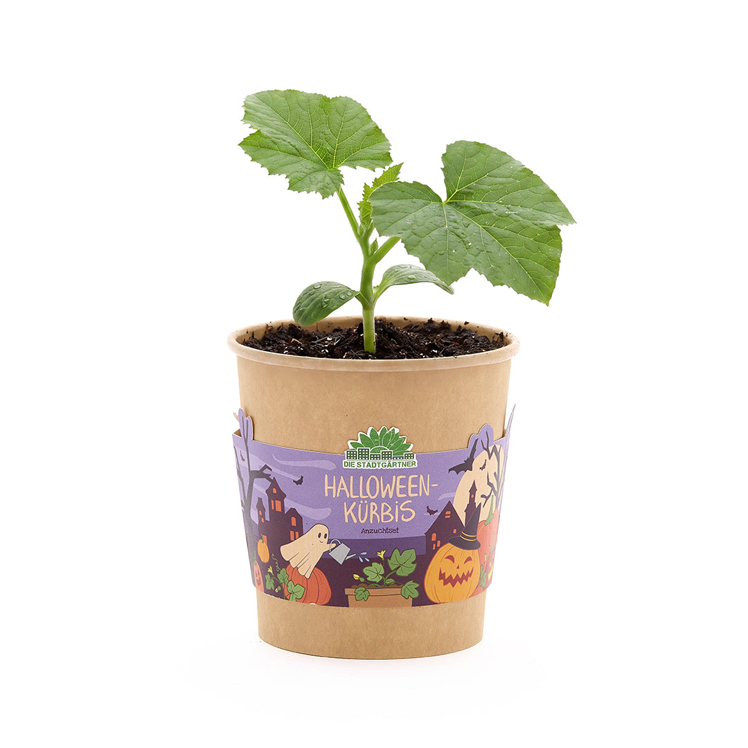 Halloween Pumpkin - Mug