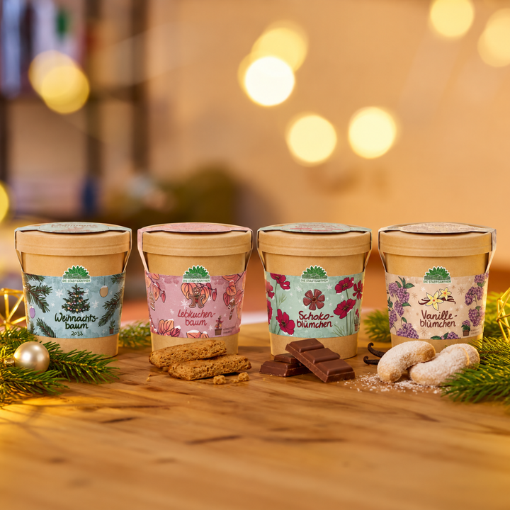 Festive Growing Set – 4 Christmas varieties