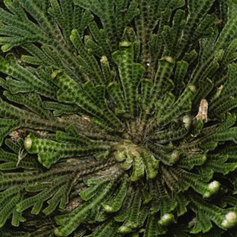 Rose of Jericho