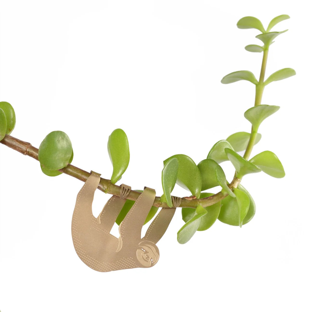 Plant Animal Sloth