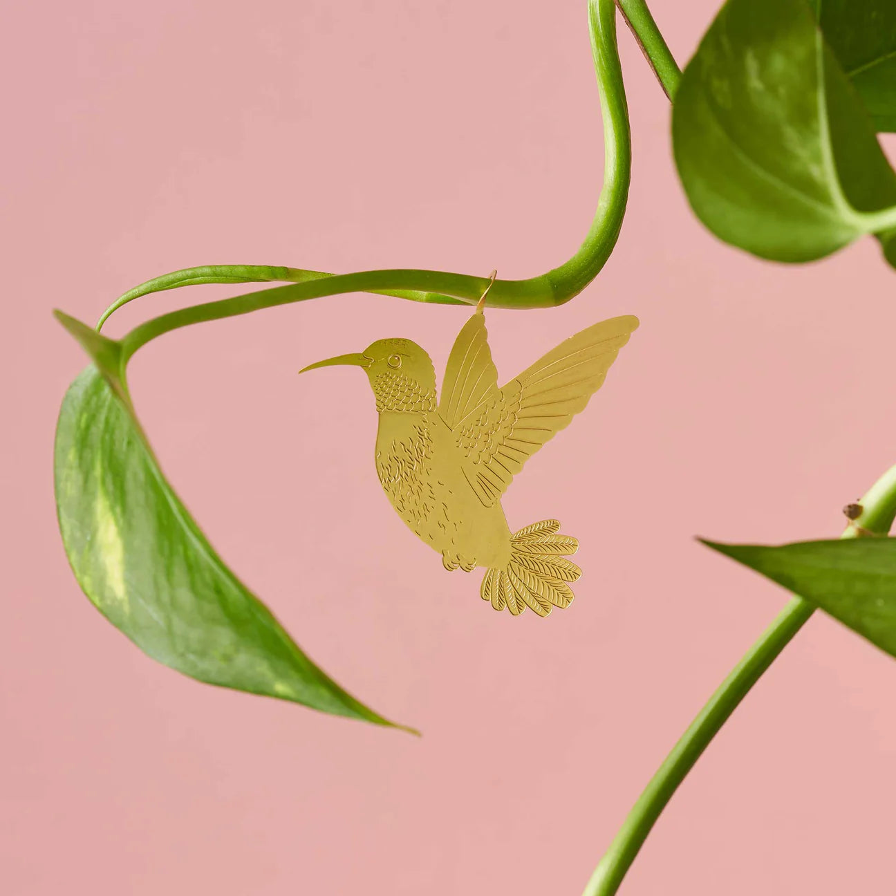 Plant Animal Hummingbird