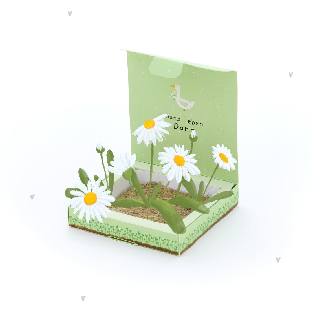 Plant Box - Thanks a Bunch