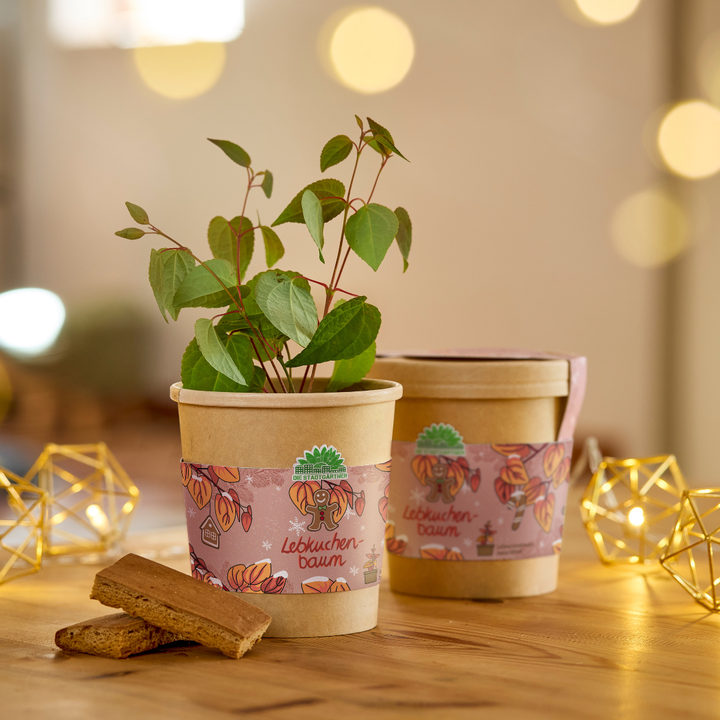 Gingerbread tree from the cup