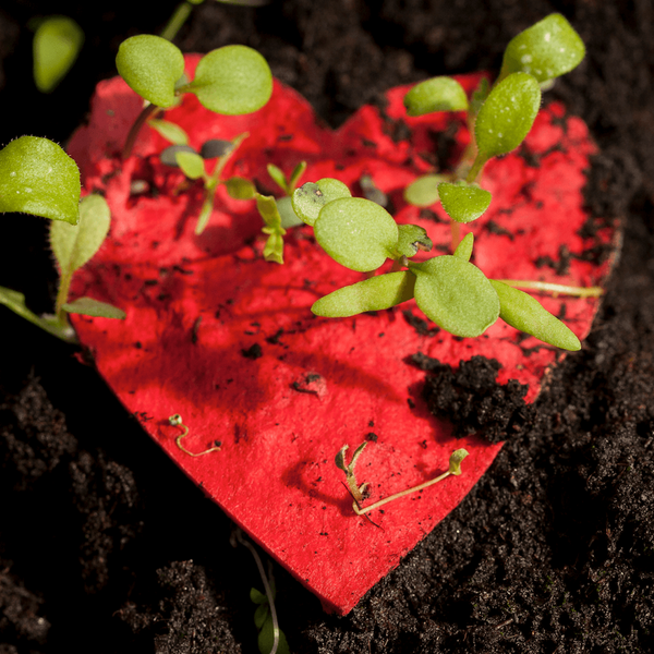 Rotes, herzförmiges Papier mit grünen Keimlingen darauf, in dunkler Erde.