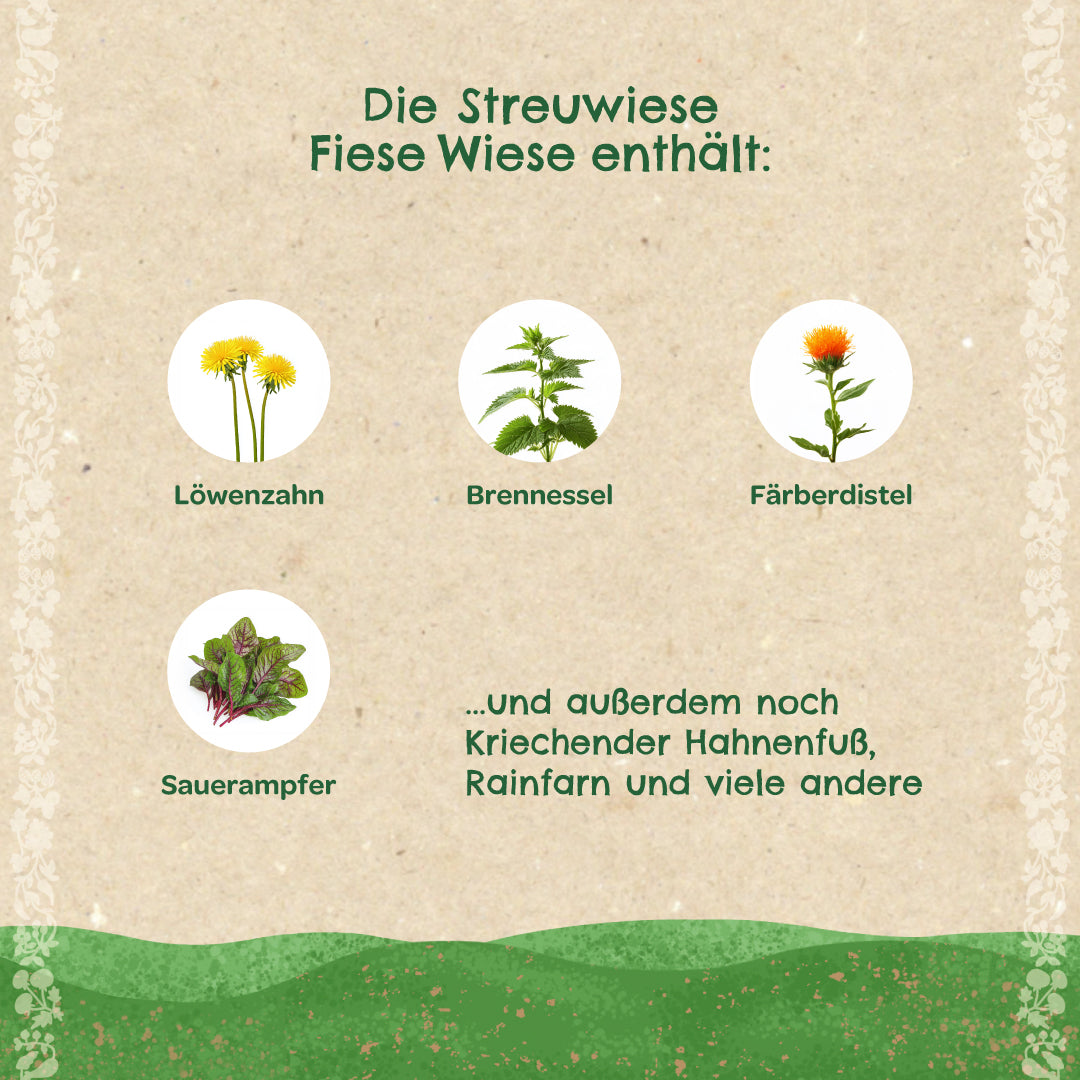 Grafik mit Abbildungen und Namen von Löwenzahn, Brennnessel, Färberdistel und Sauerampfer sowie Text, der weitere Pflanzen auf einer Streuwiese aufzählt.