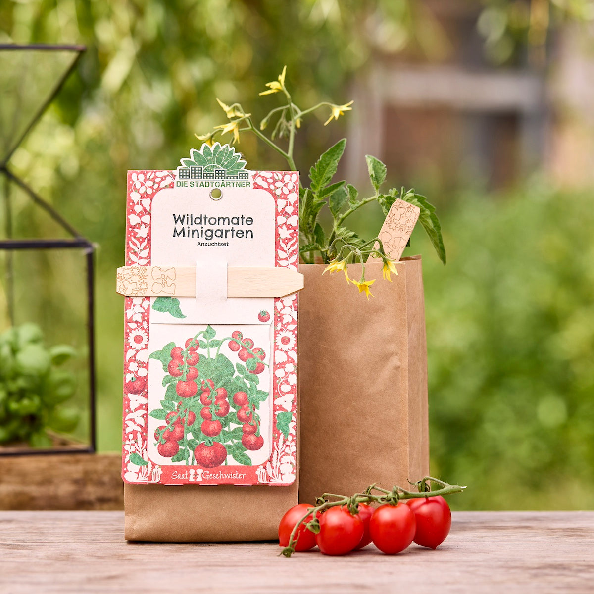 Anzuchtset für Wildtomaten in brauner Papiertüte mit Tomatenpflanze und reifen Cocktailtomaten auf einem Holztisch im Garten.