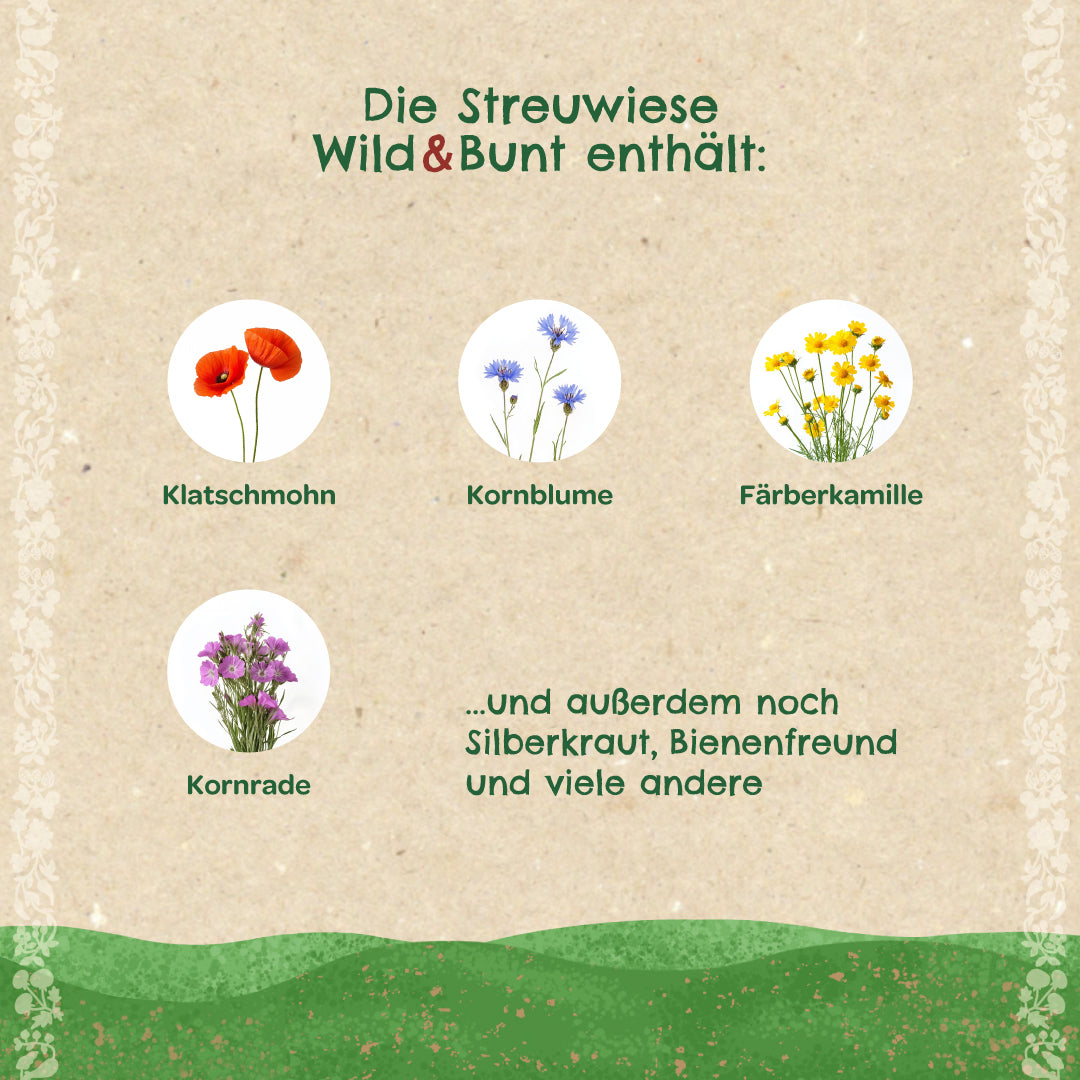 Abbildung mit Illustrationen von Klatschmohn, Kornblume, Färberkamille und Kornrade sowie Text über die enthaltenen Wildblumenarten einer Streuwiesenmischung.