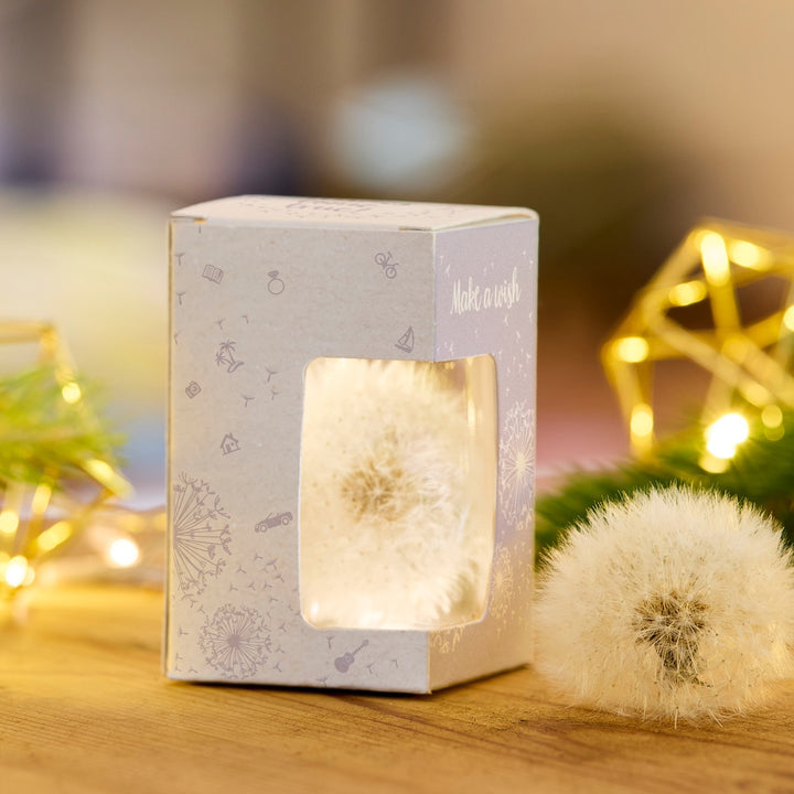 Löwenzahn-Pusteblume in einer Geschenkbox mit der Aufschrift „Make a wish“, daneben eine weitere Pusteblume und dekorative Lichter im Hintergrund.
