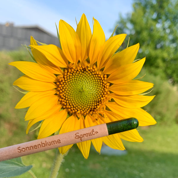 Seed pencil "Sunflower"