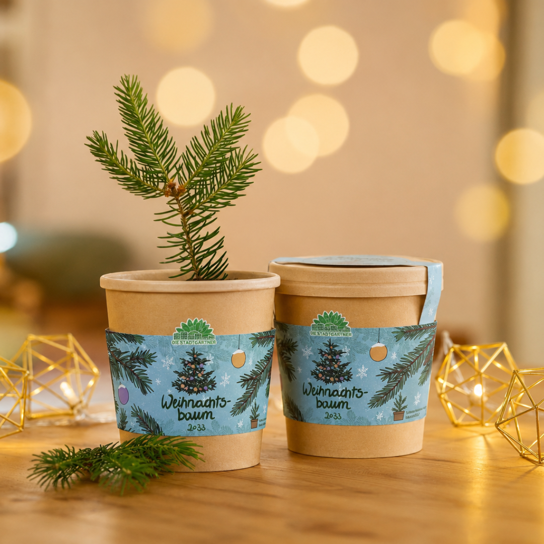 Christmas tree 2030 from the cup