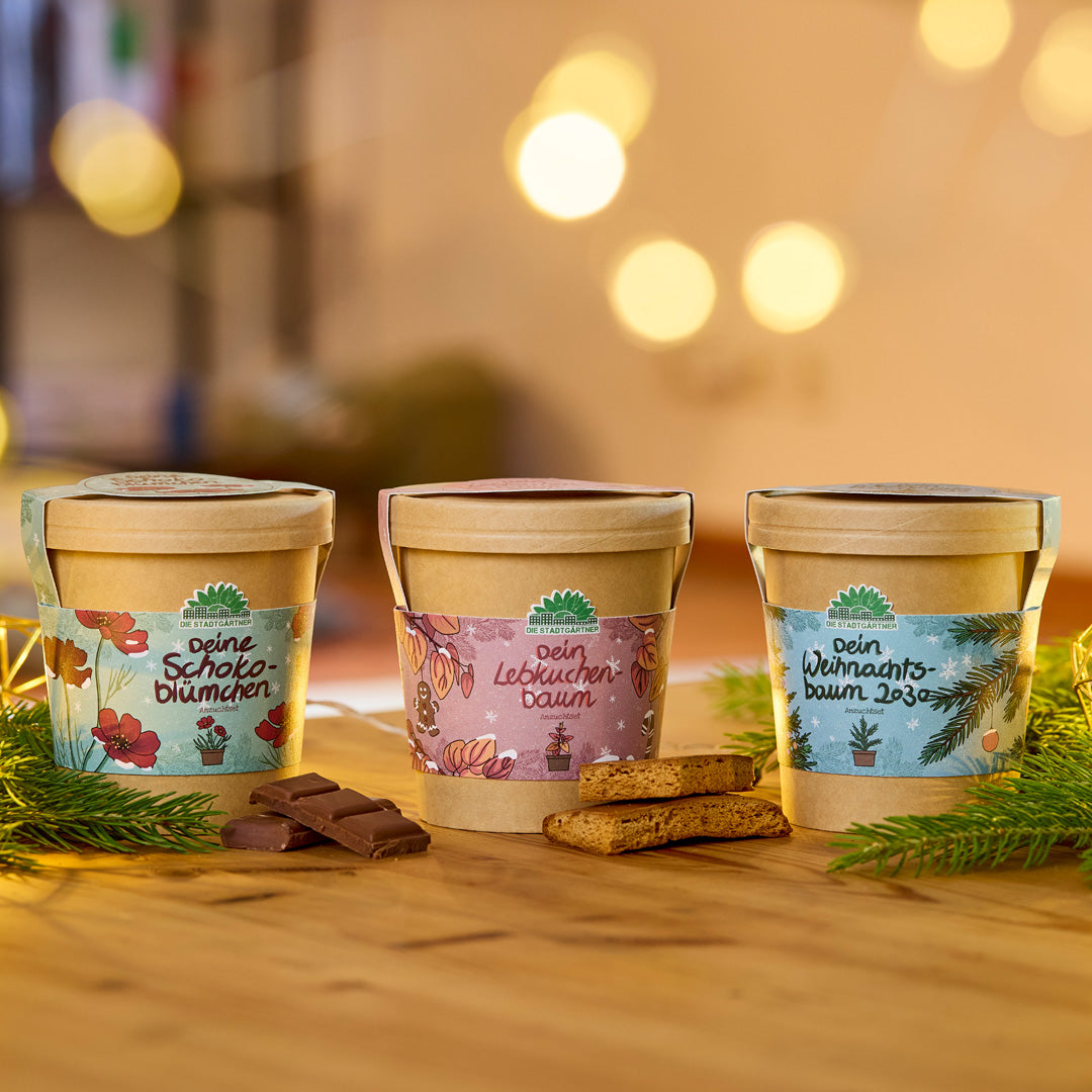 Drei bunte Pflanztöpfe mit den Aufschriften „Deine Schokoblümchen“, „Dein Lebkuchenbaum“ und „Dein Weihnachtsbaum 2023“ stehen nebeneinander auf einem Holztisch, umgeben von Schokolade, Gebäck und Tannenzweigen.