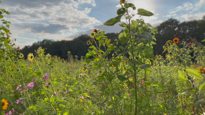 Eindrücke von unserer Blühwiese in Nordhorn