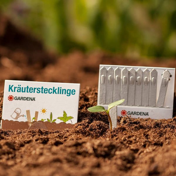 Matchstick garden, cuttings or pocket garden